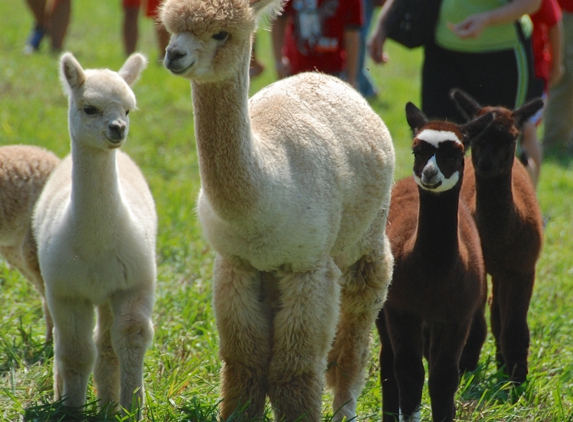 Alpacas of The Heartland - Fort Calhoun, NE