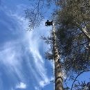 Ned Patchett Tree Care & Consulting - Arborists