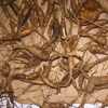 Certified Wild Ginseng Inc gallery