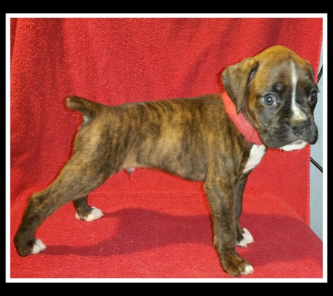 Cmz Boxers - Lawton, OK. Male boxer puppy  available