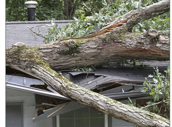 Central Florida Tree Service - Apopka, FL