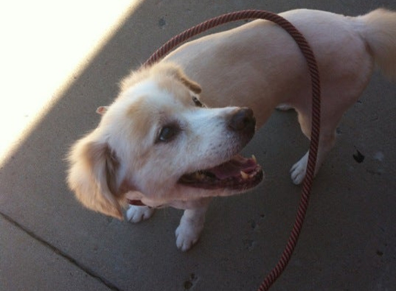 PetSmart - Arvada, CO