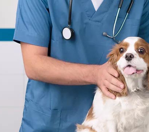 Great Artesian Veterinary Surgery - Hughenden, QLD
