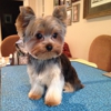 Bubbles 'N' Paws House-Call Dog Grooming gallery