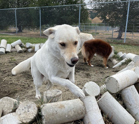 Vintage Dog Ranch - Sonoma, CA