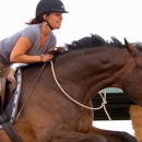 Desert Bloom Horse Training and Sales - Horse Equipment & Services