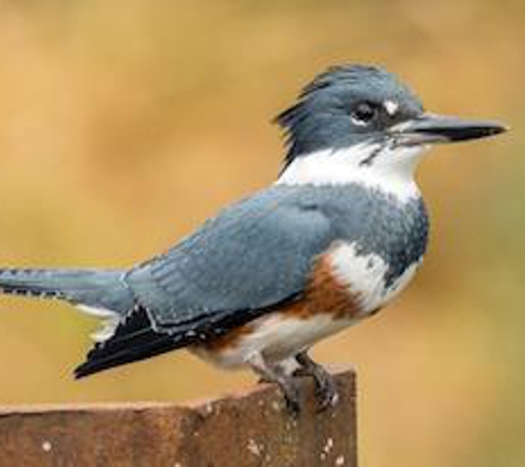 Wild Birds Unlimited - Albuquerque, NM