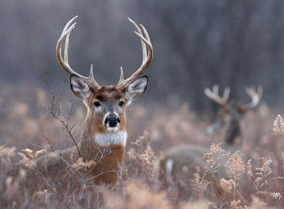 Angelo Game Processing - San Angelo, TX