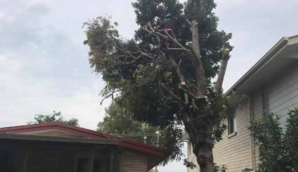 All Tree & Stump Works - Palm Beach, QLD