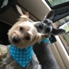 K-9 Kountry Boarding & Grooming gallery