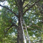 Crabtrees tree service