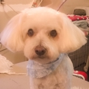 Awesome Pawsome Pet Spa,LLC - Pet Grooming