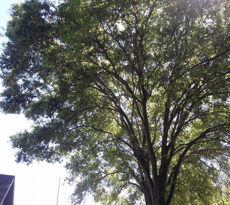 Maikel Tree Service - Tampa, FL