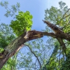 Oasis Tree Care gallery