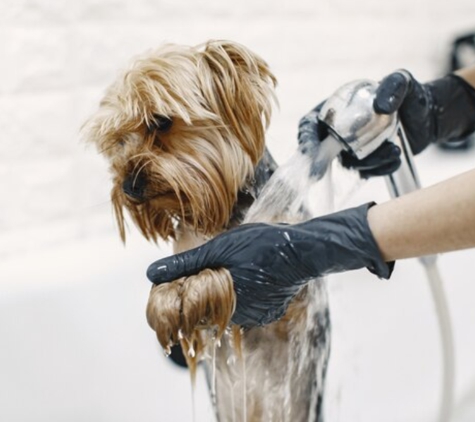 Carmel Groom & DIY Dog Wash - Carmel, IN