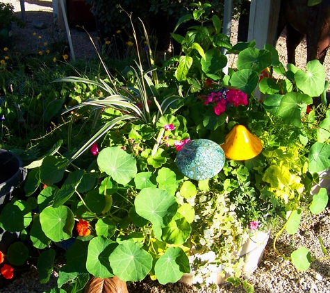 Bob Williams Nursery - Indio, CA