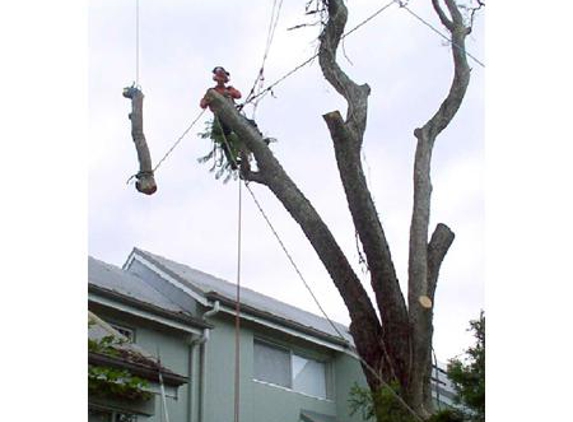 Professional Tree Care Services - Kew, VIC. Tree pruning