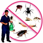 Amigos Pest Solution