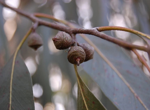 Snowgum Nursery - Mansfield, VIC
