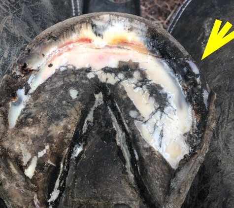 Rennie's Horseshoeing - Billings, MT. Severe Toe distortion with full length toe crack pic 4 of 6 - no concavity to foot due to excessive toe length and trimming too much vertically. 