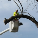 Shaffer Tree Removal - Tree Service