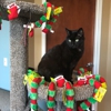 Cats Preferred Veterinary Hospital gallery