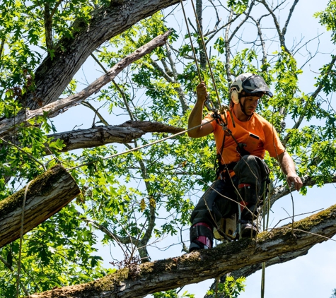 AmeriTree Experts - White Marsh, MD