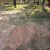 Stump Grinding Services gallery