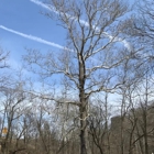 Friendly Tree Service Inc