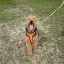 Serenity Pet Sitting & Boarding - Pet Services