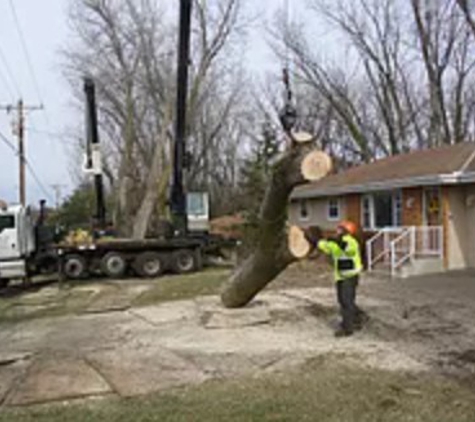 Langer's Tree Service - Vadnais Heights, MN