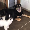 Bark & Play Daycare & Suites, L.L.C. gallery