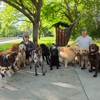 Zen Pet Care Services gallery