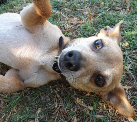 Creekside Pet Boarding - Arroyo Grande, CA. We love them all.