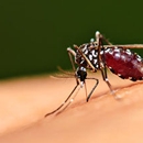 Mosquito Bandito OK - Pest Control Services