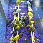 Petland Lewis Center