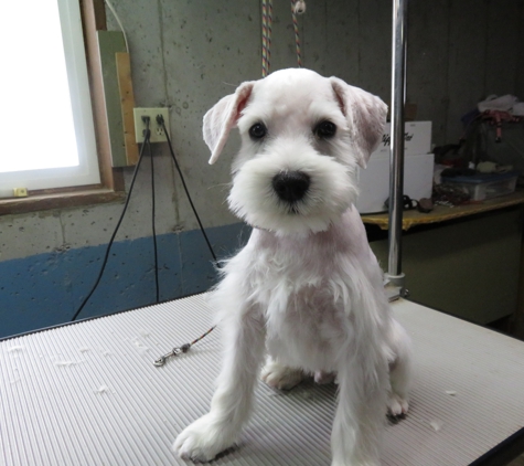 Happy Dog Grooming & Boarding - Columbia Falls, MT