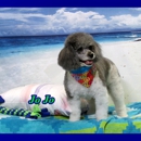 Cool Dog Grooming Studio LLC - Pet Grooming