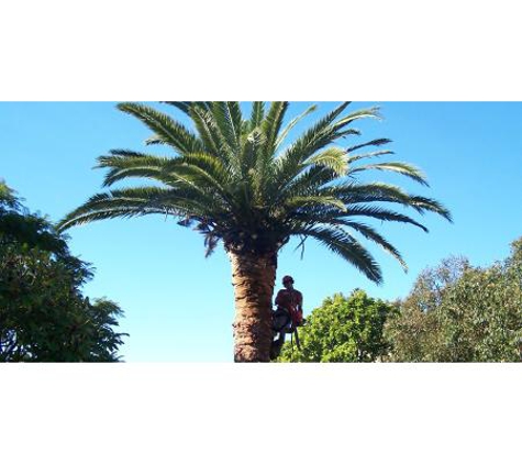 All Coast Tree Services - West Wollongong, NSW