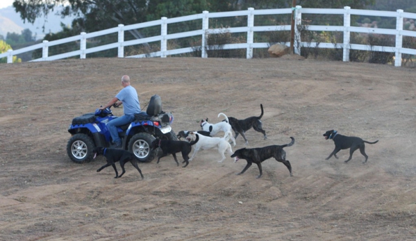 Dominant Dogs Training