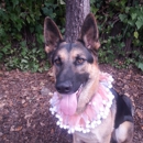 Moochie Poochie Pet Boutique - Pet Food