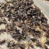 Pro Defense Pest Control gallery