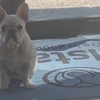 James Carew: Allstate Insurance gallery