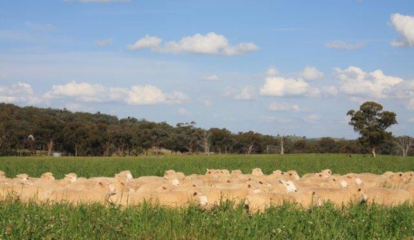 Raine & Horne Wellington - After Hours. Sheep, Cattle, Stock & Station Agents