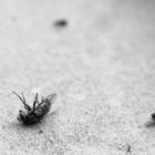 Acme Exterminating Corp