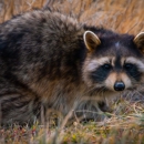 Ratman Rodent & Wildlife Removal - Pest Control Services