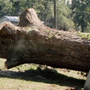 A Tree King - Arborists
