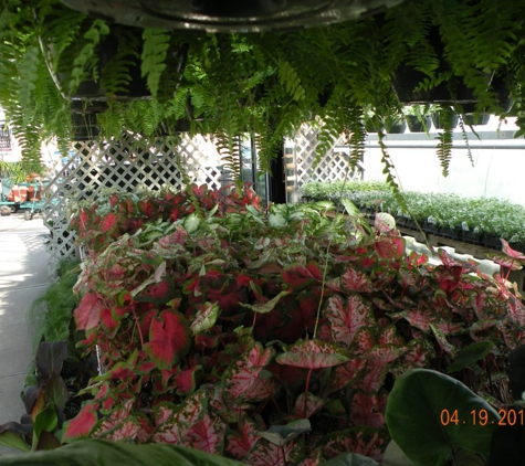 Osterbrock Greenhouse & Florist - Cincinnati, OH