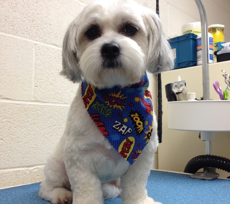 TookieDoo Grooming - Elgin, SC