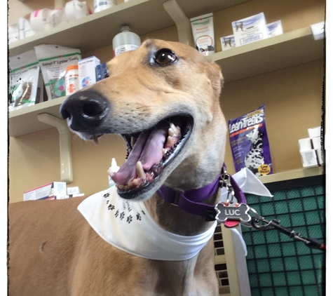 Tender Touch Veterinary Hospital - Wexford, PA. Greyhound Care